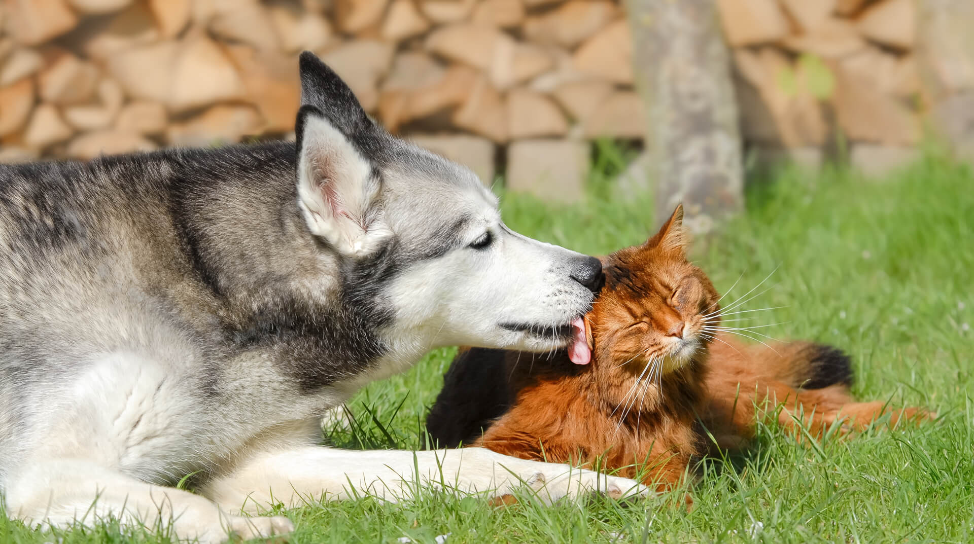 Contactar con Veterinaria en Culleredo