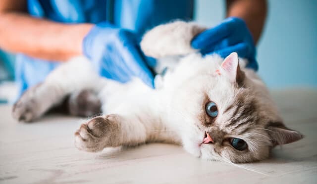 Medicina y cirugía en clínica veterinaria